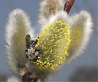 Details Pollen-Weide 
