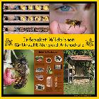 Details CD: Infopaket Wildbienen